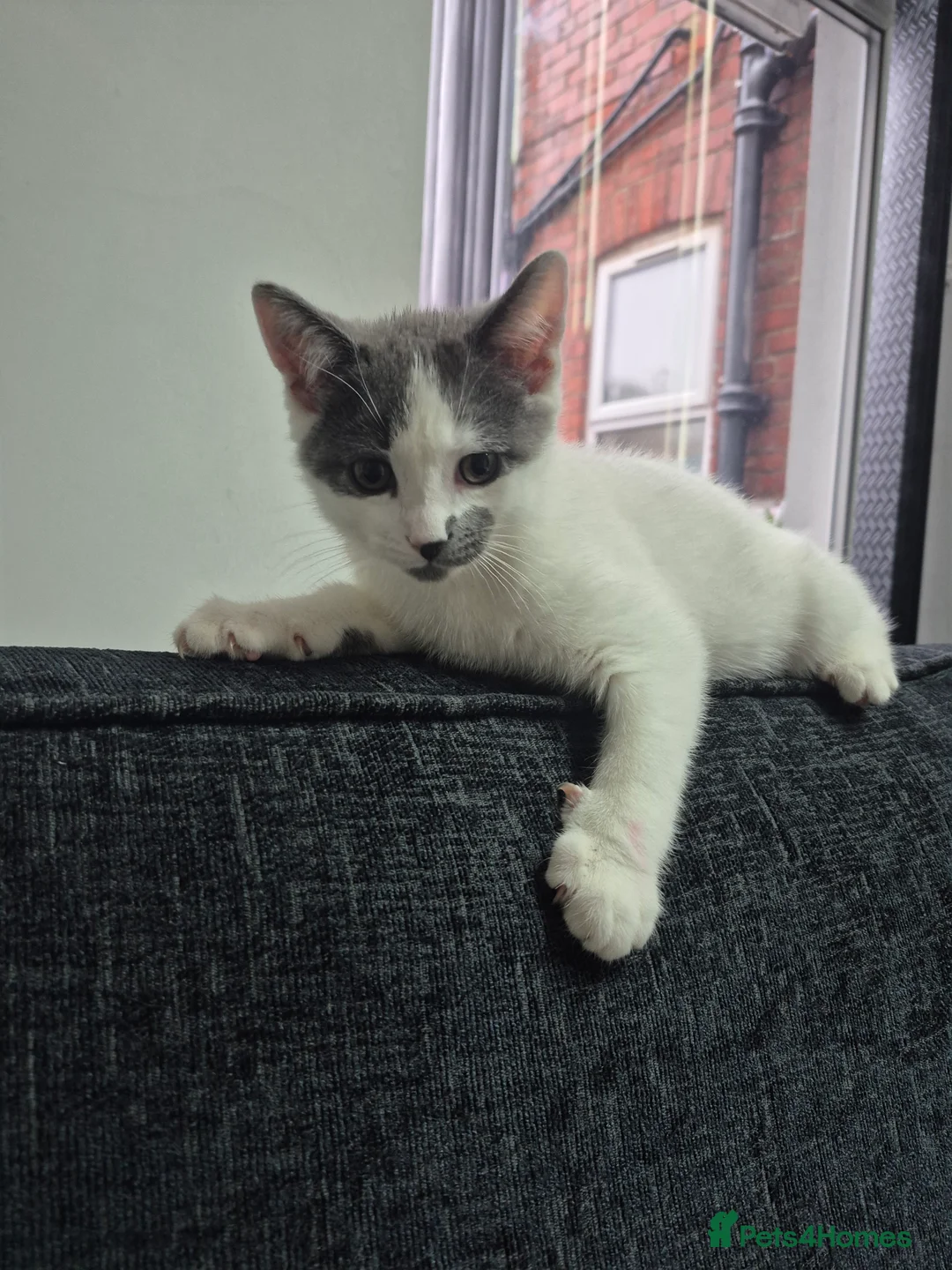 Mixed Breed cats for sale: Looking to rehome this beautiful male kitten - Advert 3