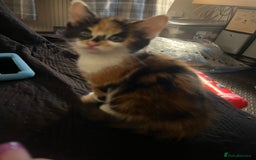 Maine Coon cats for sale: Kittens for sale  - Image 4