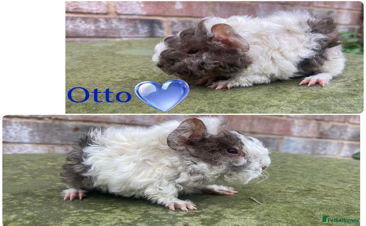 Guinea Pig rodents in Rotherham - Advert 2