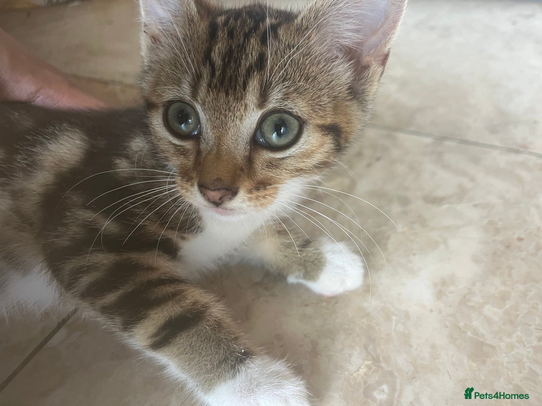 Mixed Breed cats for sale: Kittens for sale asap £40 - Image 5