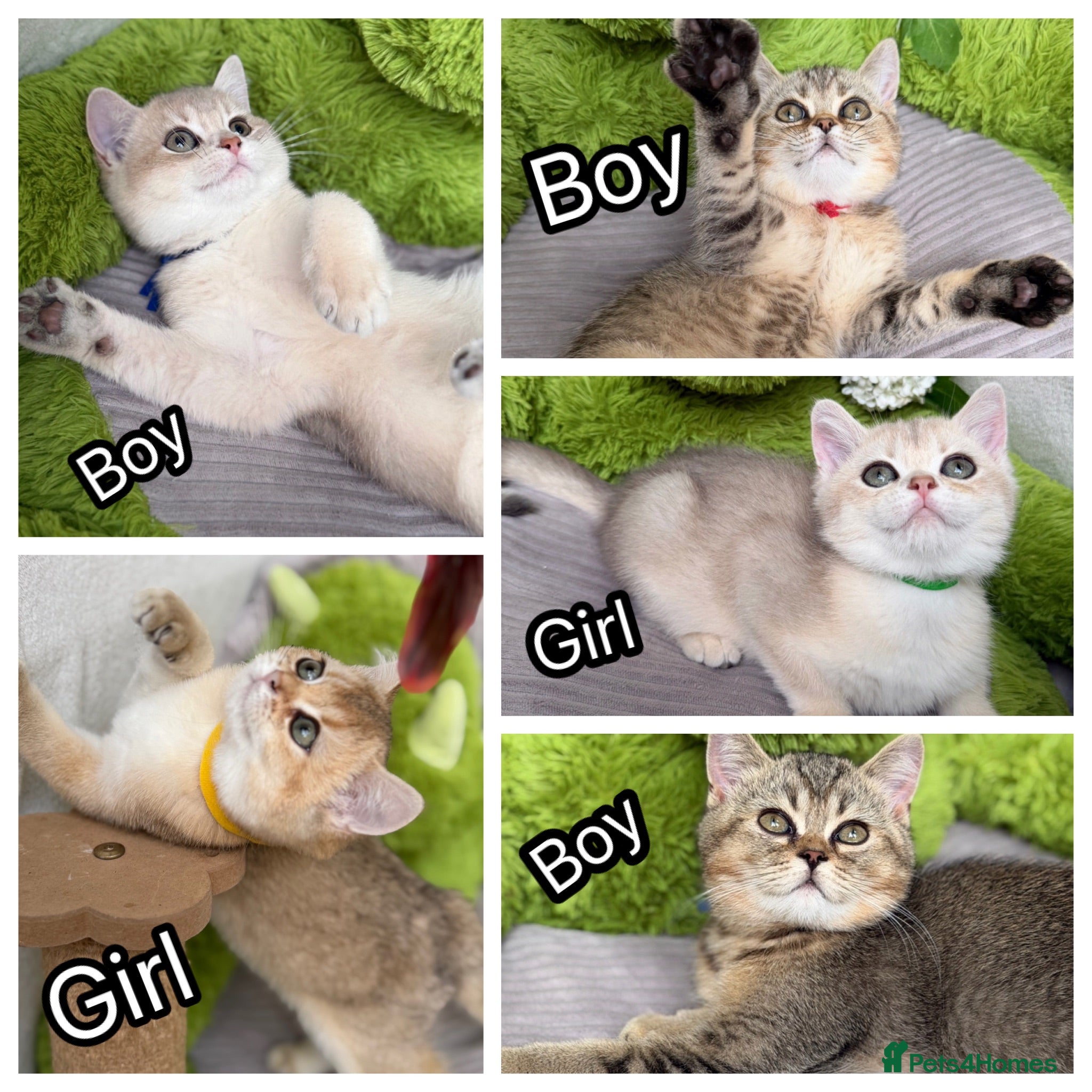 British Shorthair cats Adorable British Shorthair golden kittens   - Advert 16