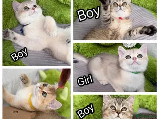 British Shorthair cats Adorable British Shorthair golden kittens - Advert 16