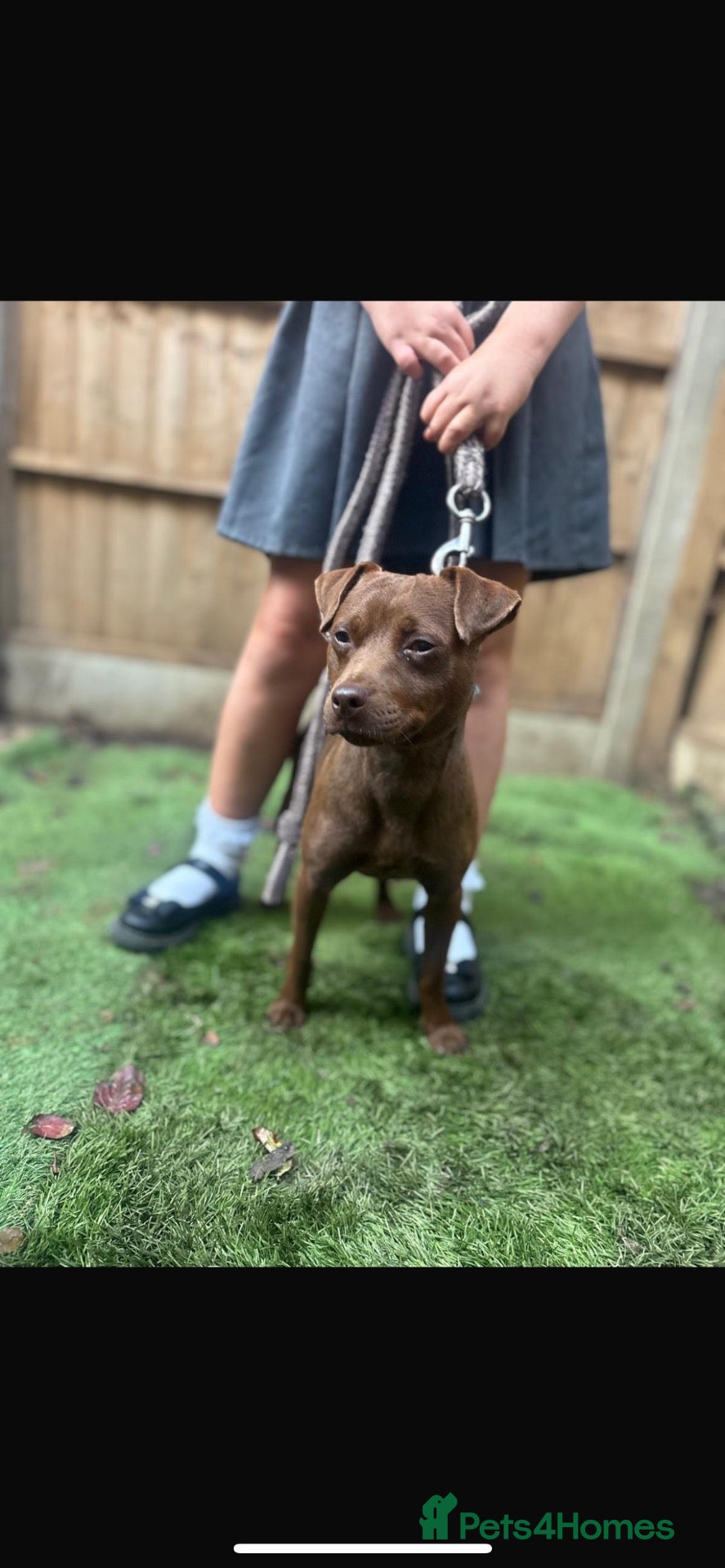 Patterdale Terrier dogs Stunning patterdale stud for sale  - Advert 2