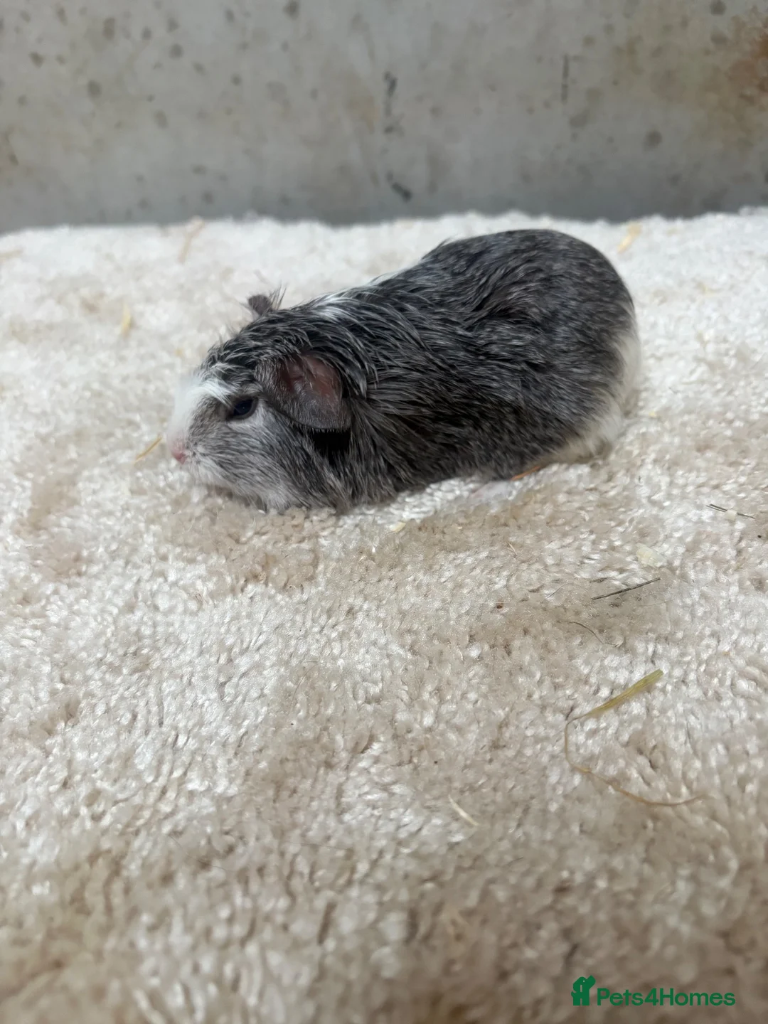 Guinea Pig rodents for sale: Baby Guinea pigs - Advert 1