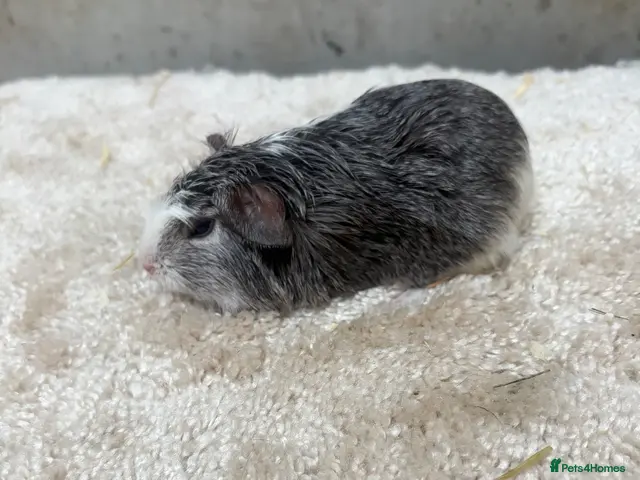Guinea Pig rodents for sale: Baby Guinea pigs - Advert 12