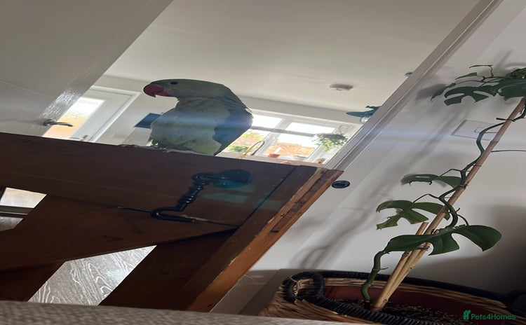 Parrots birds - Advert 1