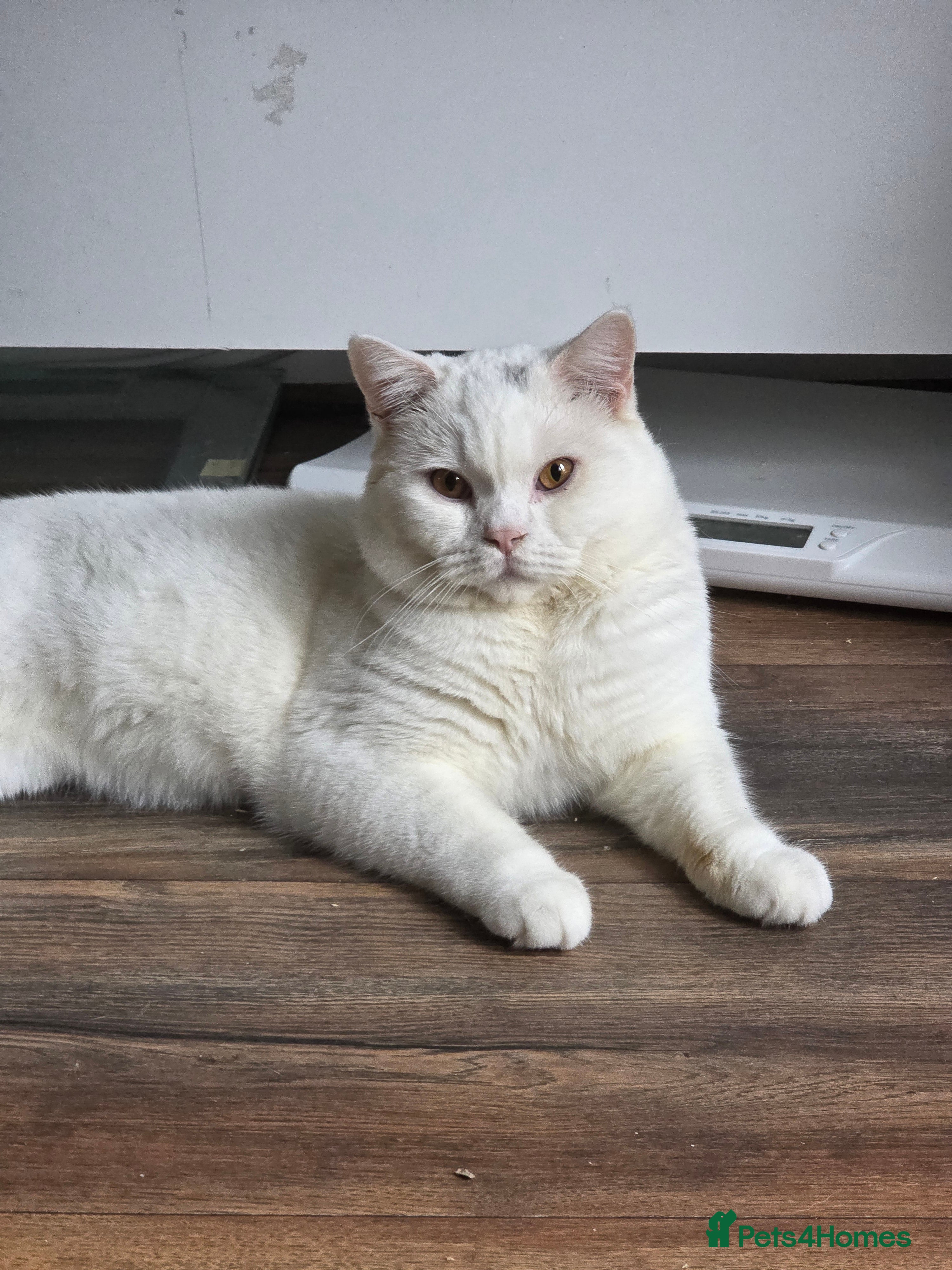 British Shorthair cats BSH White Boy GCCF registered – proven stud   - Advert 18