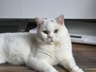British Shorthair cats BSH White Boy GCCF registered – proven stud - Advert 18