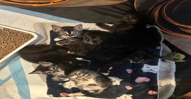 Bengal cats - Advert 8