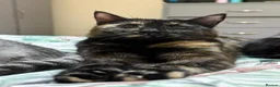 Mixed Breed cats for adoption: Sweet Kitten Pair - Your Yin & Yang - Advert 3