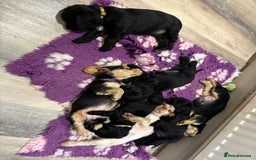 Cocker Spaniel dogs for sale: 4 stunning girl show cocker spaniels - Image 4