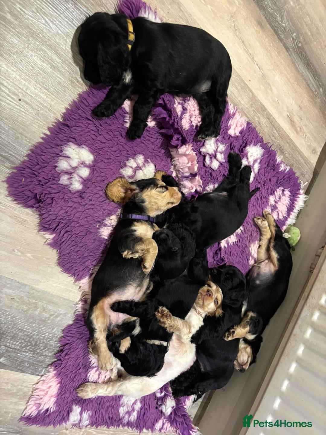 Cocker Spaniel dogs for sale: 4 stunning girl show cocker spaniels - Image 4