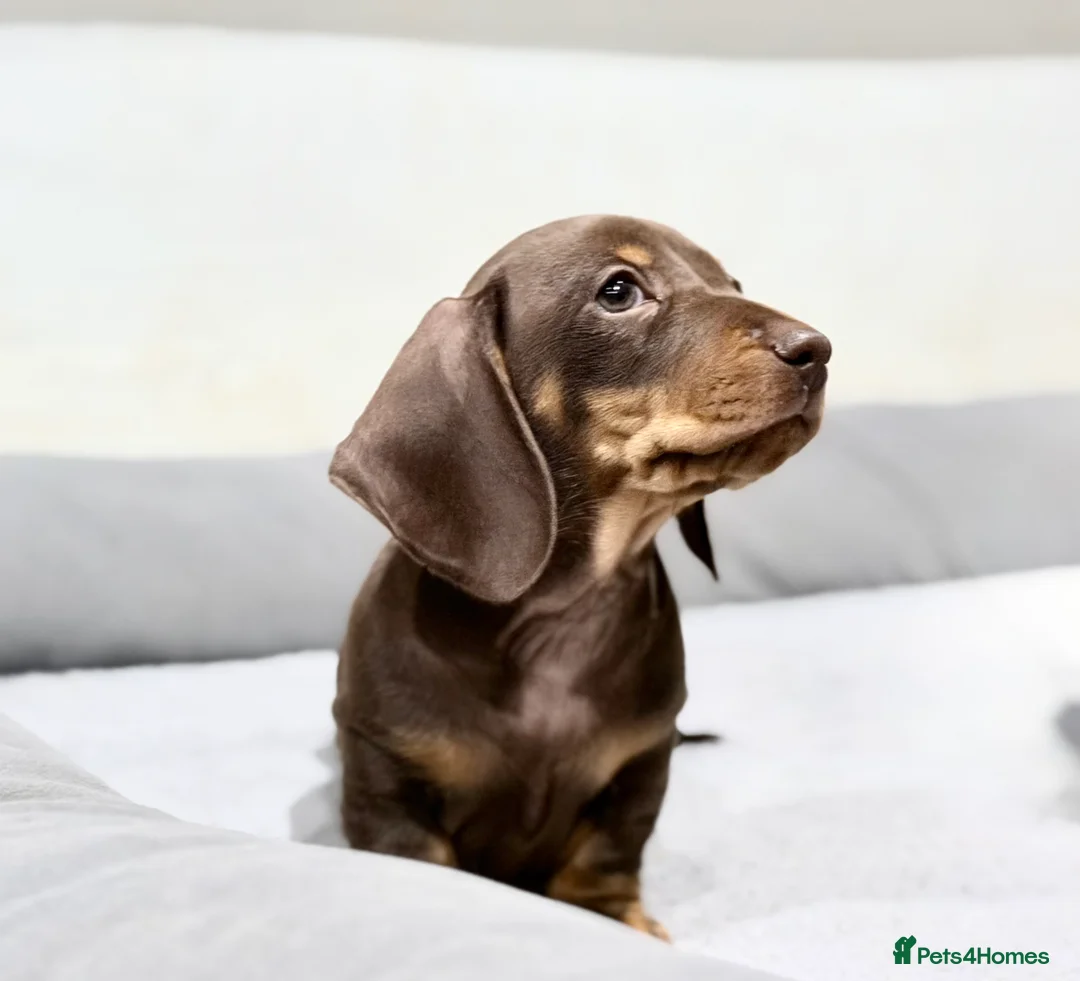 Miniature Dachshund dogs for sale: Quality KC Registered Miniature Dachshund Litter - Advert 1
