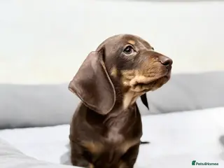 Miniature Dachshund dogs Quality KC Registered Miniature Dachshund Litter - Advert 1