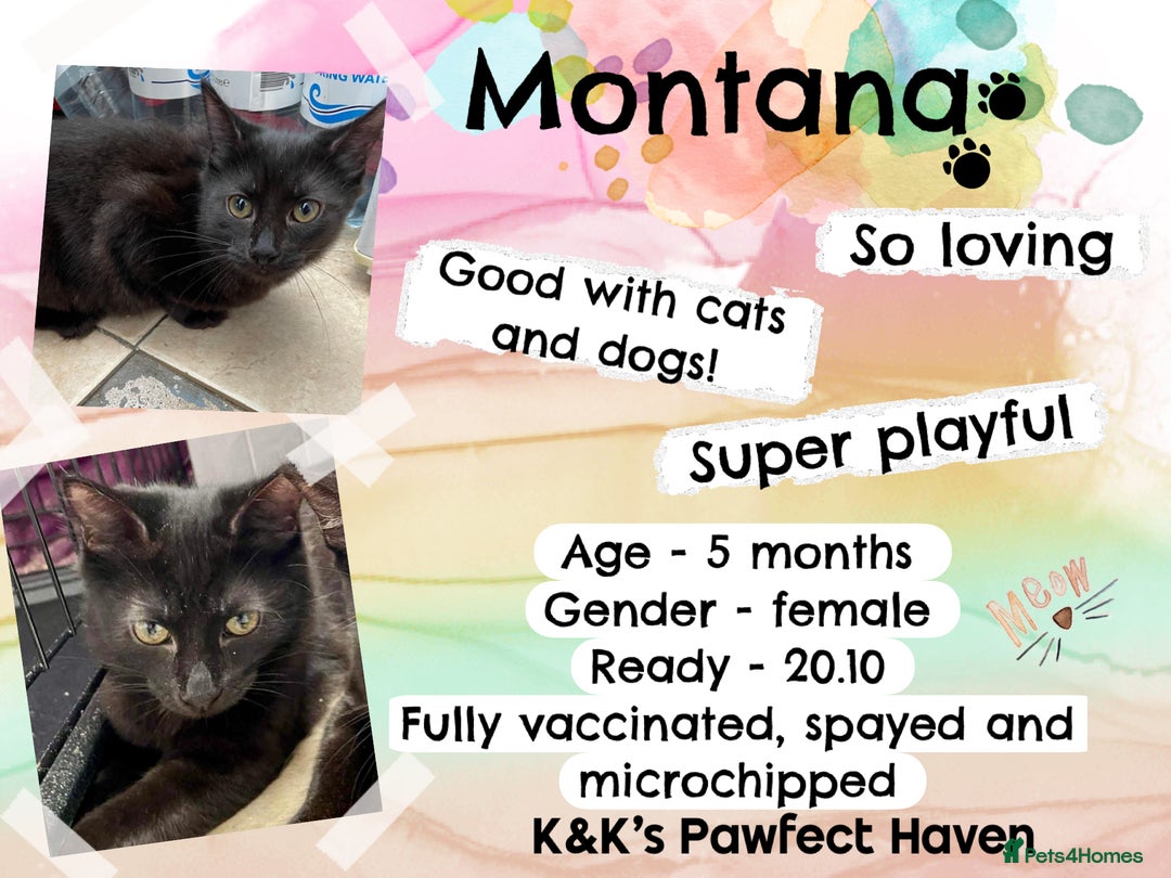 Domestic Shorthair cats for sale: Kittens and cats for adoption.  - Image 22