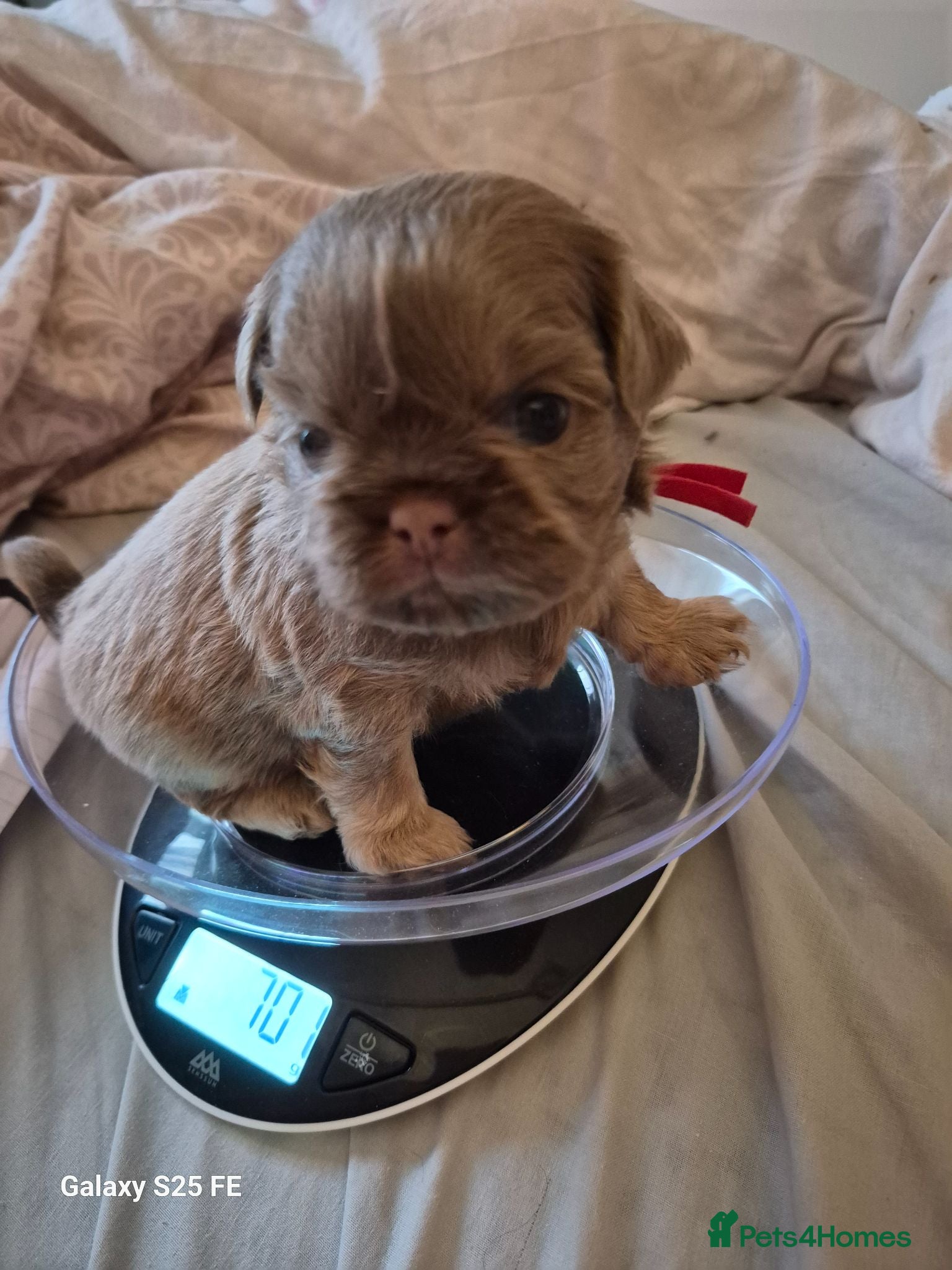 Shih Tzu dogs Lavender imperial shihtzus  - Advert 13