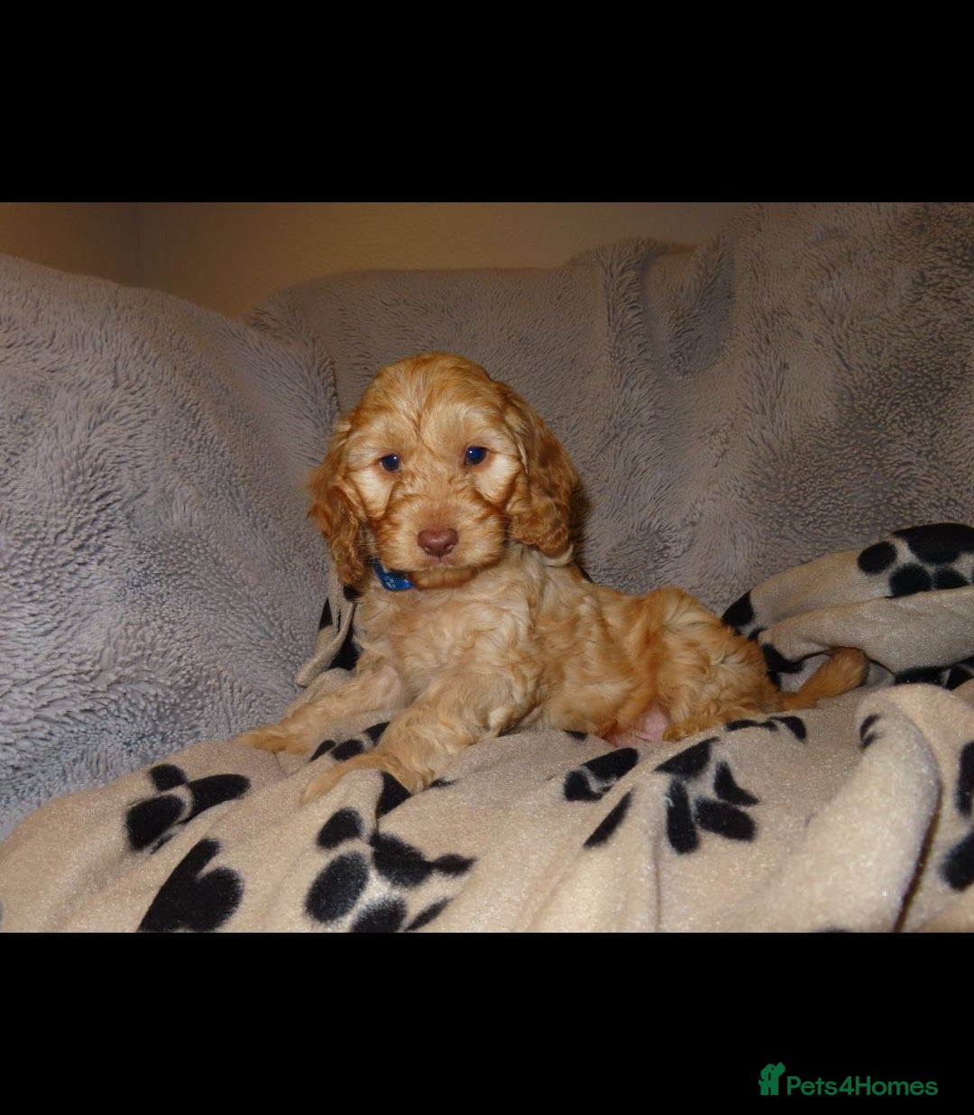 Cockapoo dogs for sale: Cockerpoo puppies  - Advert 18