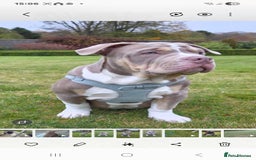 American Bully dogs for sale: Pocket Bully  - Advert 12