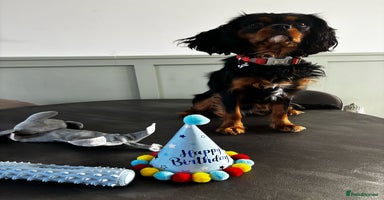 Cavalier King Charles Spaniel dogs in Ellesmere Port - Advert 12
