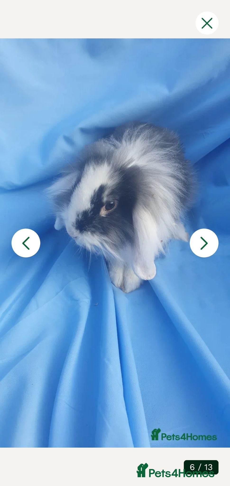Mini Lop rabbits Baby rabbits  - Advert 1