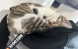 Mixed Breed cats for sale: Ready! Snow Bengal/Seal Lynx X Kittens  - Image 13