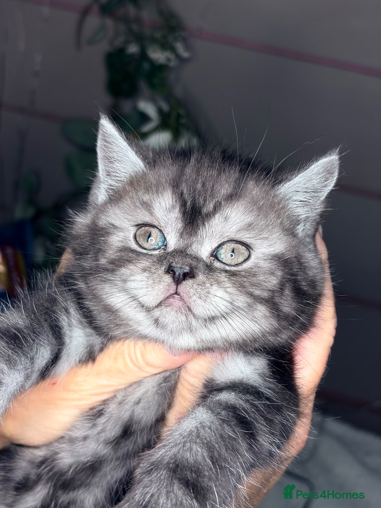 British Shorthair cats 4 British Shorthair kittens - Advert 1
