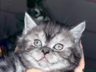 British Shorthair cats 4 British Shorthair kittens - Advert 1