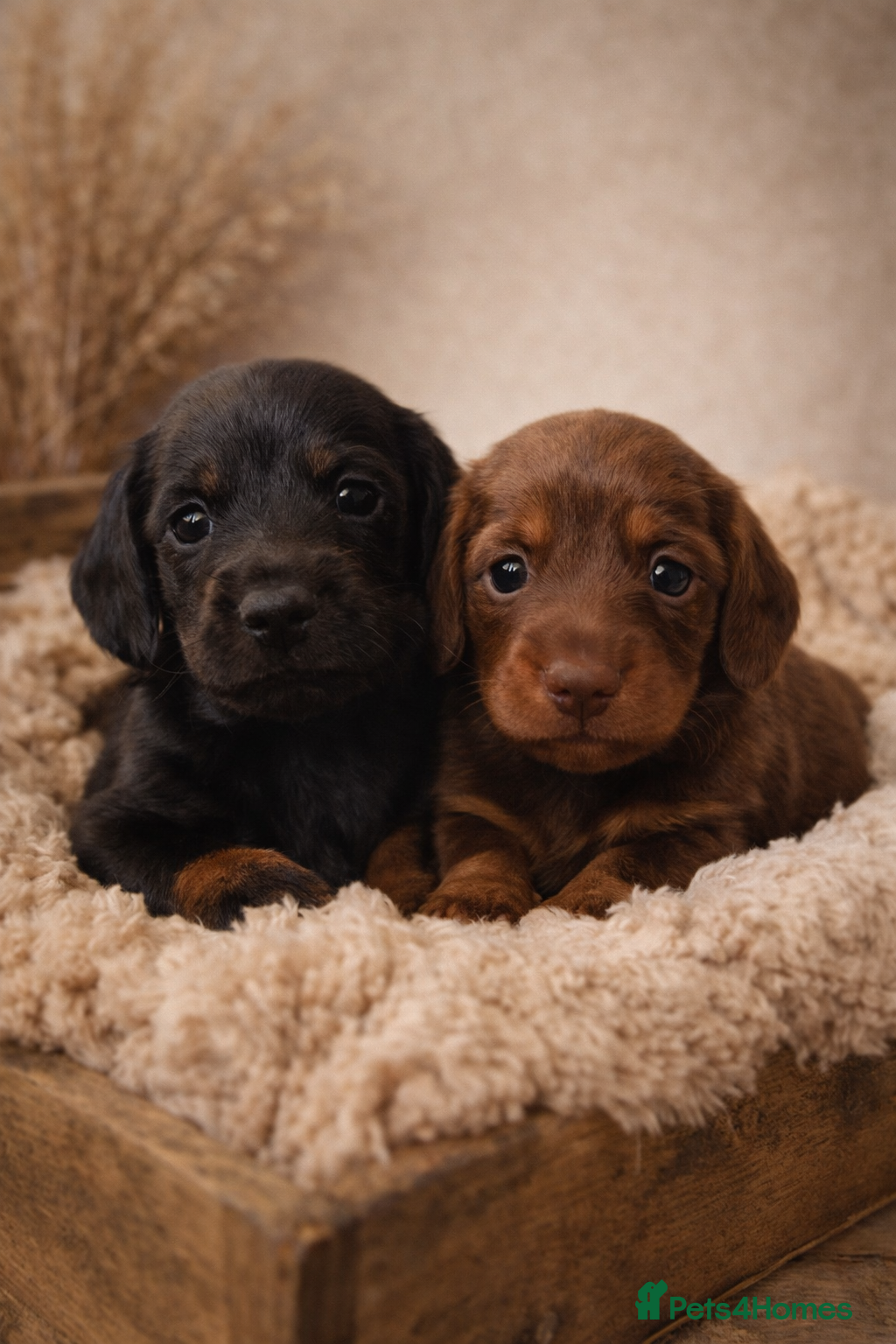 Miniature Dachshund dogs KC Pedigree Long Hair Mini Dachshund boy & girls - Advert 1