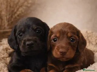 Miniature Dachshund dogs KC Pedigree Long Hair Mini Dachshund boy & girls - Advert 1