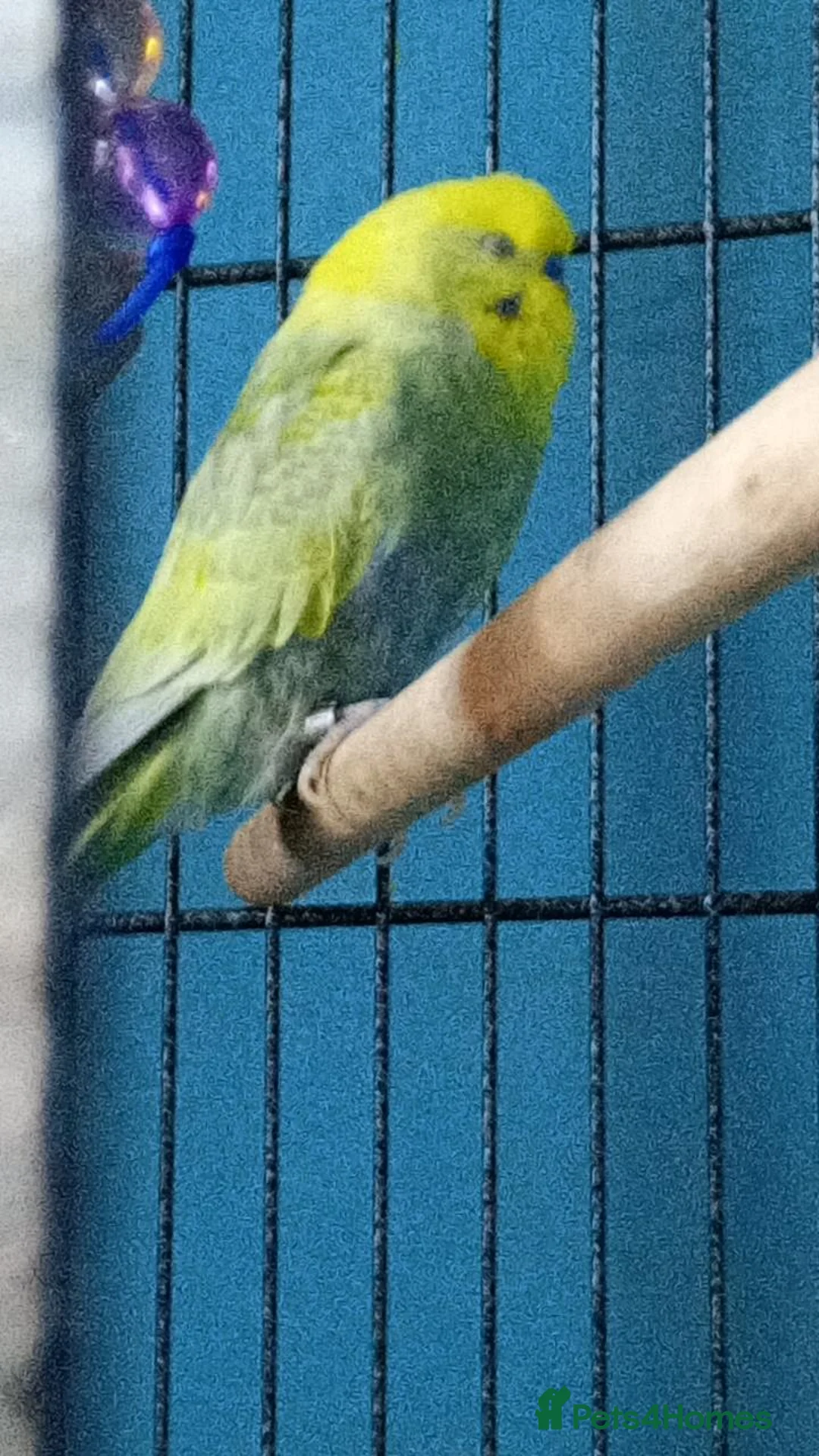 Budgerigars birds for sale: budgie looking for an experienced home  - Advert 2