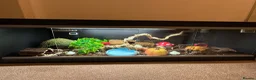 Corn Snake reptiles for sale: Male corn snake + setup in Norwich - Advert 1