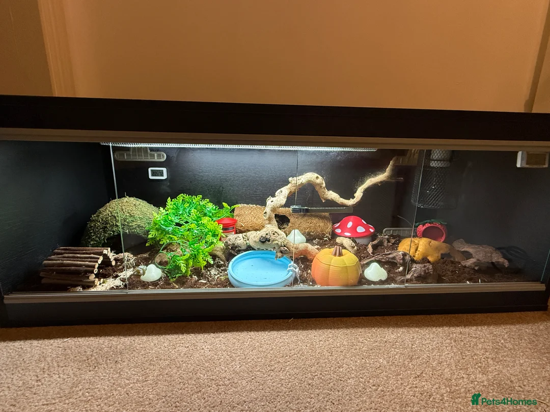 Corn Snake reptiles for sale: Male corn snake + setup in Norwich - Advert 1