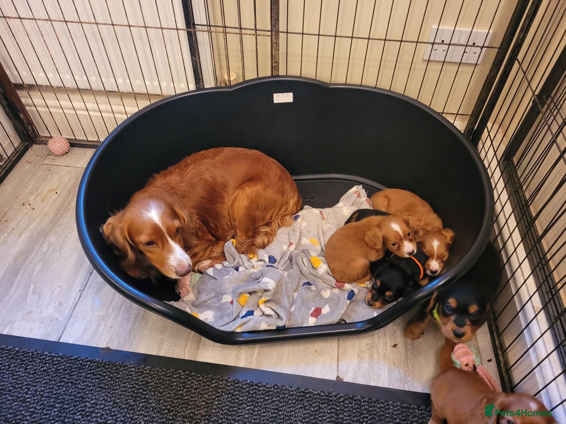 Cocker Spaniel dogs Small Health Tested Working Cocker Pups - Advert 2