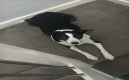 Border Collie dogs for sale: Sad rehome due to change in circumstances  - Image 2
