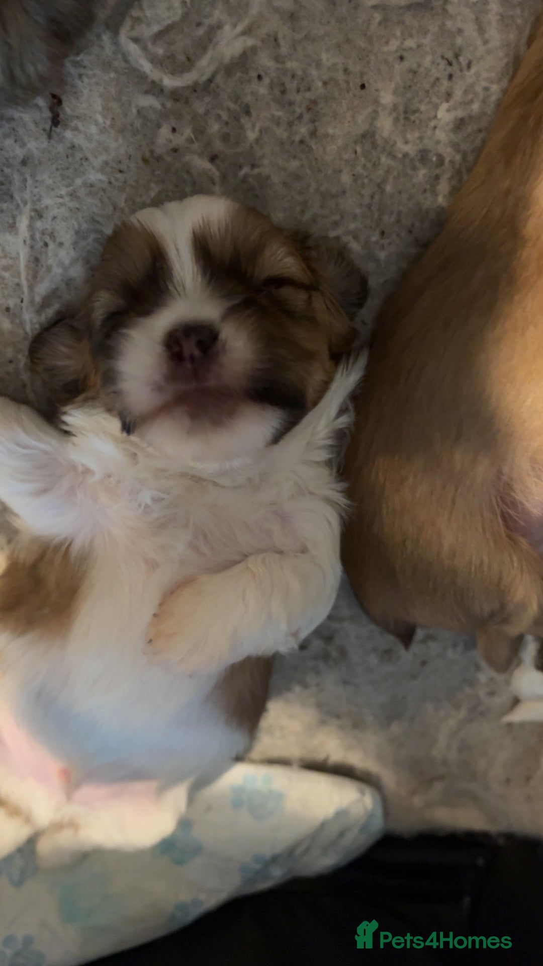 Shih Tzu dogs for sale: Shih Tzu pups  - Advert 7