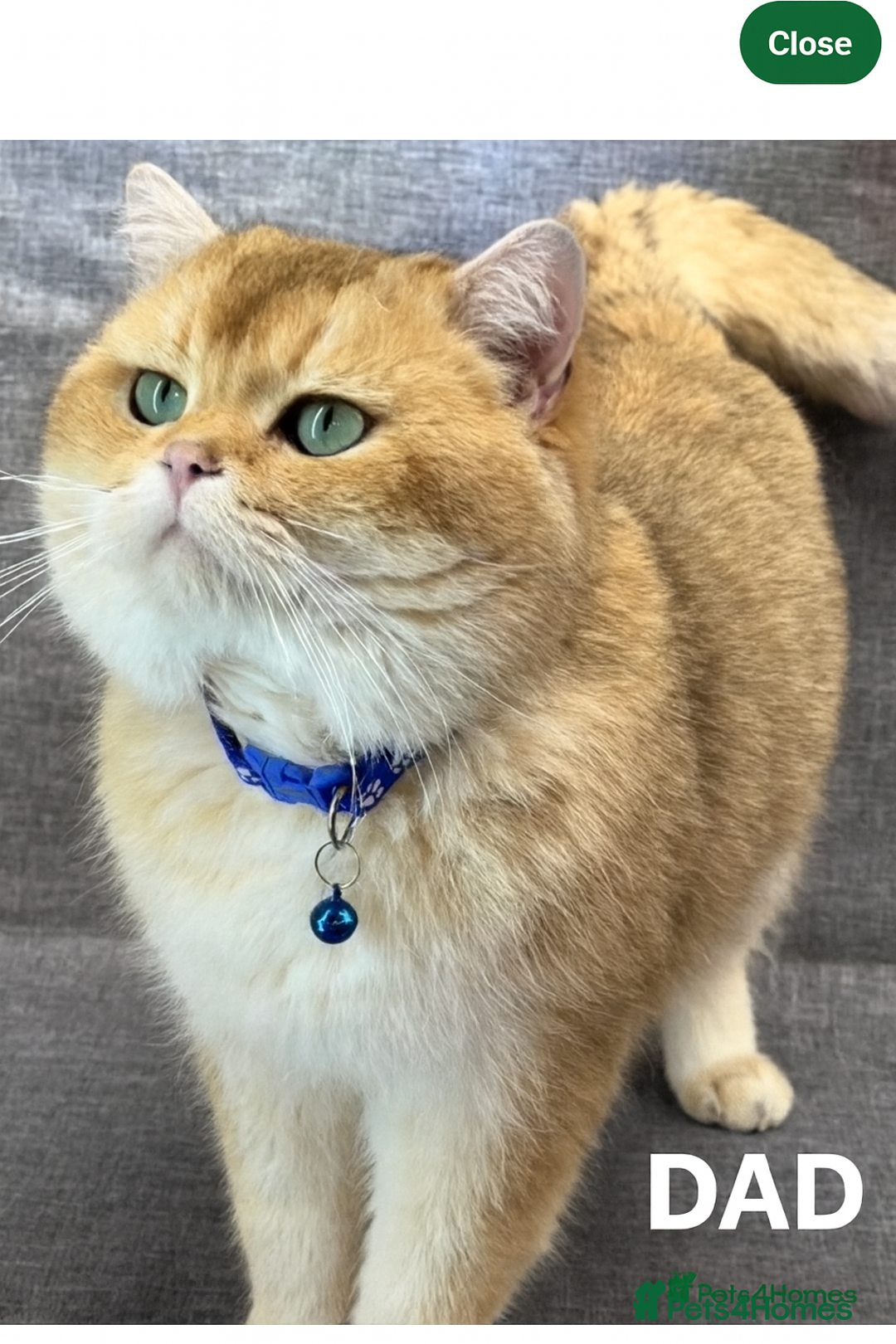British Shorthair cats for sale: British shorthair golden point - Image 16
