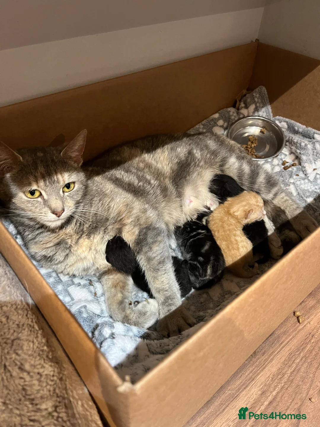 Mixed Breed cats for sale: Beautiful kittens - Advert 2