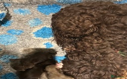 Cockapoo dogs for sale: Stunning F1b petite Cockerpoos.  - Image 12