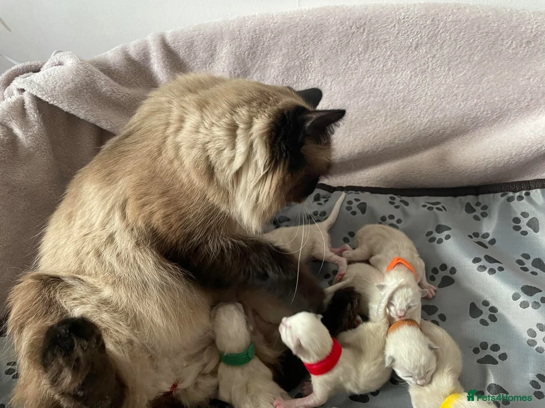Ragdoll cats for sale: Beautiful ragdoll kittens Parents DNA tested & -ve - Advert 2
