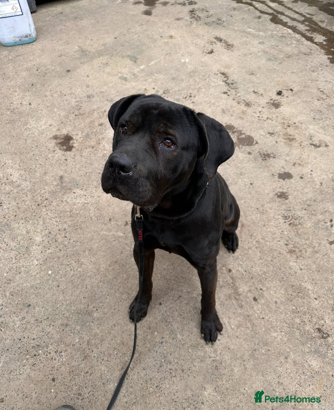 Presa Canario dogs for sale: 4yo Male Presa Canario - Image 3