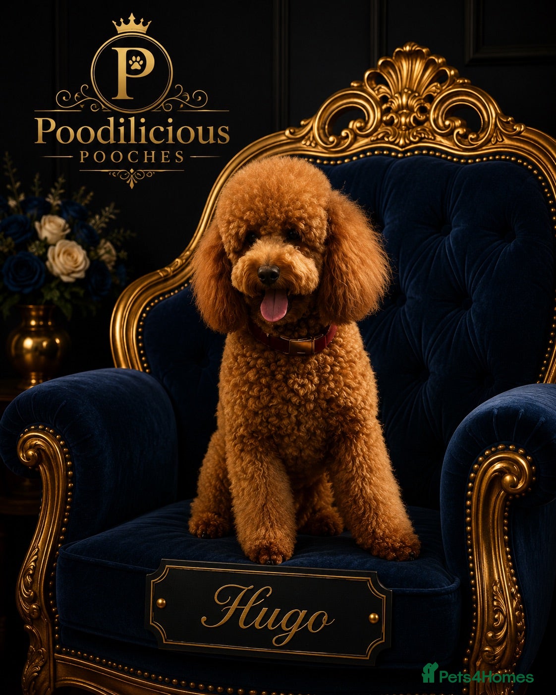 Miniature Poodle dogs Hugo. Our beautifu red boy, dna full clear panel.  - Advert 12