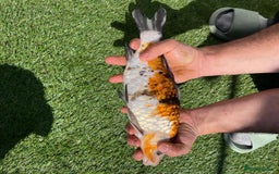 Koi Carp fish for sale: Koy fish - Image 2