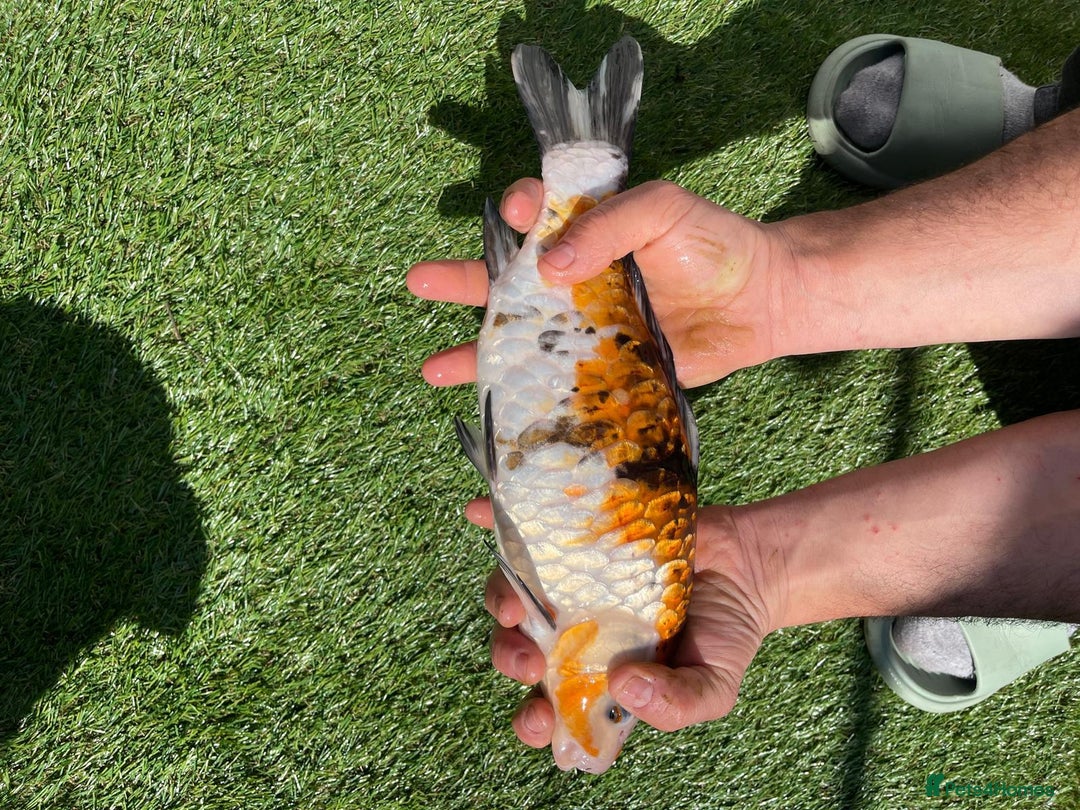 Koi Carp fish for sale: Koy fish - Image 2