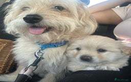 Mixed Breed dogs for sale: Pomapoo & Jackaranian Cross Puppies Ready Soon  - Image 3