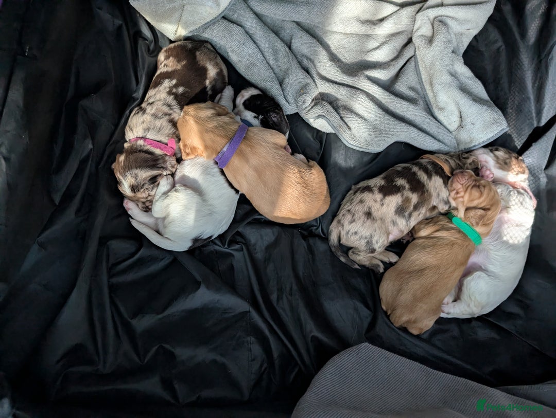 Cocker Spaniel dogs for sale: Beautiful Cocker Spaniel Puppies  - Image 1