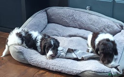 Sproodle dogs for sale: F1 Parti Sproodles 💥 REDUCED 💥 LAST TWO MALES 💥 in Kidderminster - Image 4