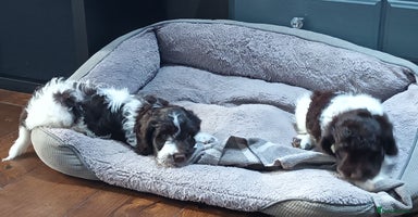 Sproodle dogs in Kidderminster - Advert 13