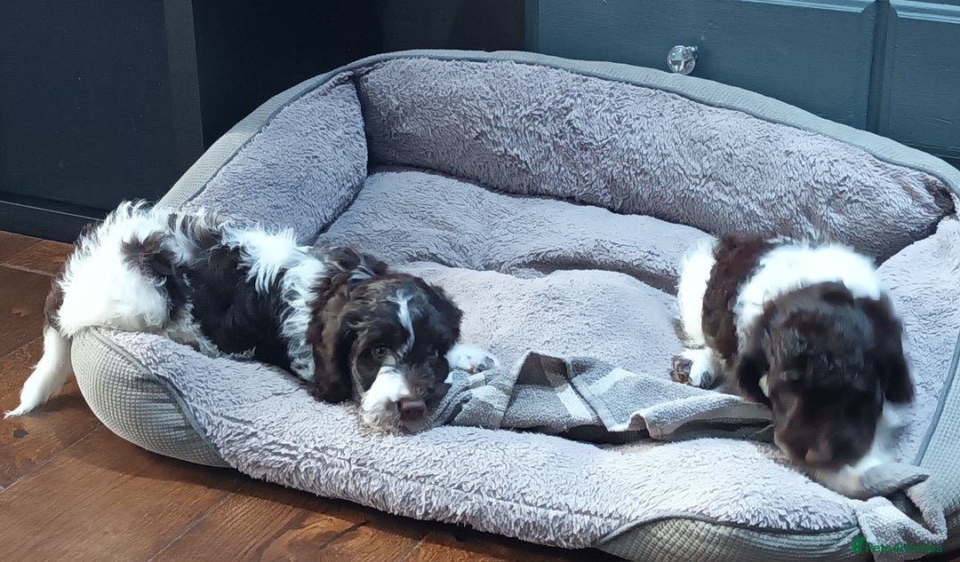 Sproodle dogs for sale: F1 Parti Sproodles 💥 REDUCED 💥 LAST TWO MALES 💥 in Kidderminster - Image 4
