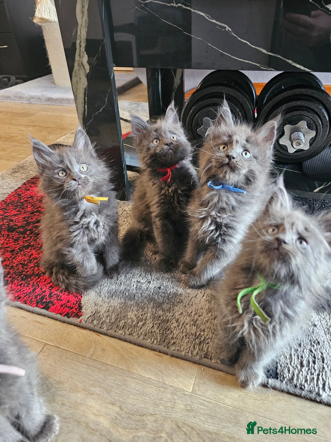 Maine Coon cats for sale: 🔥*STUNNING Litter of 6 Solid*💎*Blue Maine Coon💎 - Advert 6
