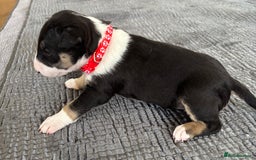 English Bull Terrier dogs for sale: Beautiful English bull terrier  - Image 6